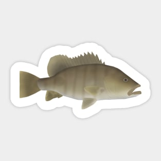 Spot Tail Bass Sticker